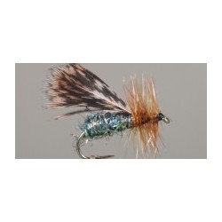 Brachycentrus Caddis Adult