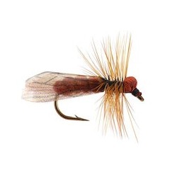 Brown Caddis