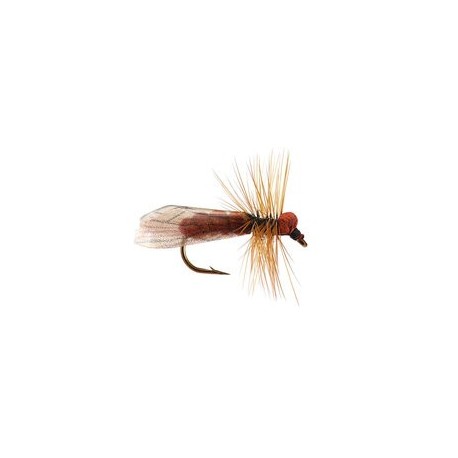 Brown Caddis