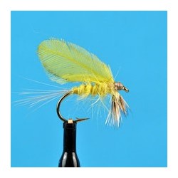 Burnt Wing Yellow Drake