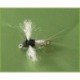 Caenis Spinner