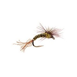 CDC Budding Emerger