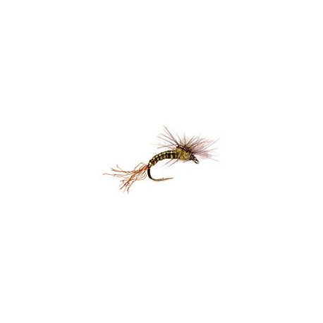 CDC Budding Emerger