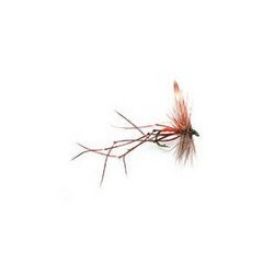 Daddy Longlegs Crane Fly