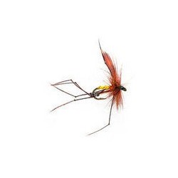 Daddy Longlegs Orange