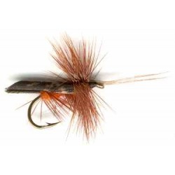Dark Brown Horned Caddis