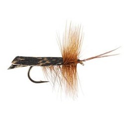 Dark Brown Horned Roof Wing