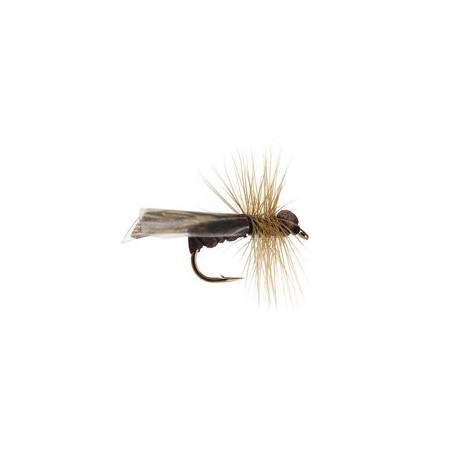 Dark Caddis