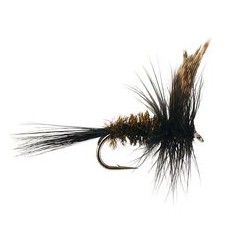Dark Peacock Dry