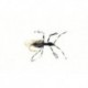 Flying Ant Black