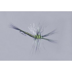 Galloup Bwo Biot Cripple