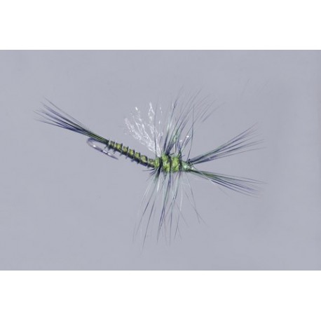 Galloup Bwo Biot Cripple