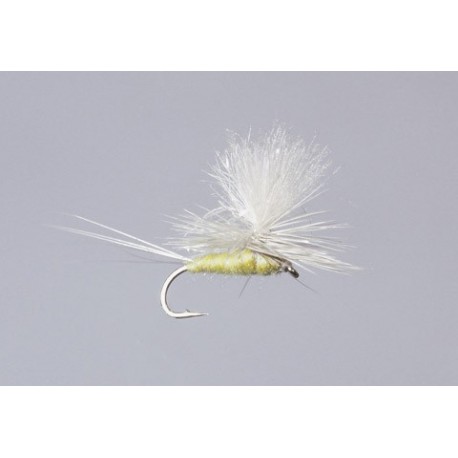 Galloup S Pmd CDC Sparkle Para