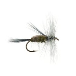 Gray Caddis