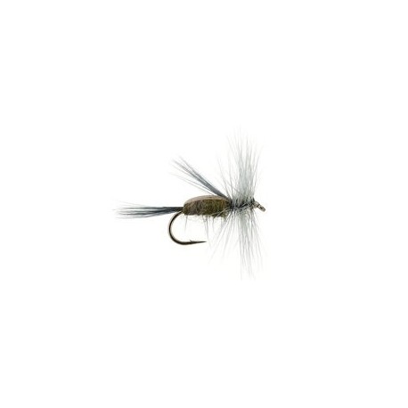 Gray Caddis