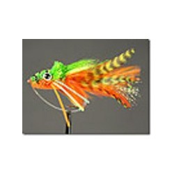 Frog Swimming Orange Belly