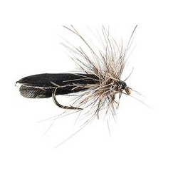 Hair Black Sedge