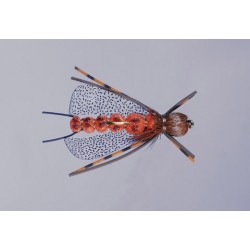 J S Salmonfly in the Zone Stone