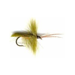 Olive Horned Caddis