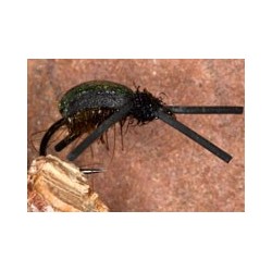 Olive Kicking Beetle