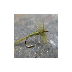 Olive Midge