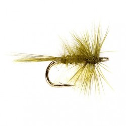 Olive Midge