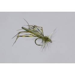 Olive Variant Daddy Long Legs