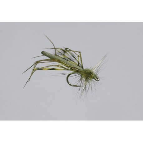 Olive Variant Daddy Long Legs