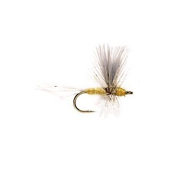 Pale Morning Dun Thorax
