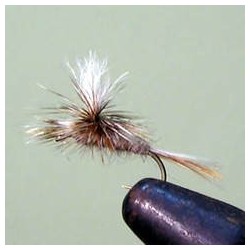 Parachute Female Adams