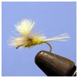 Parachute Olive CDC (Ak)