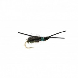 Peacock Kicking Beetle