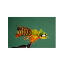 Orange Belly Umpqua Swimming