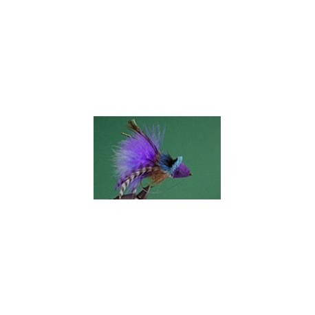 Purple Blue Diving Bug