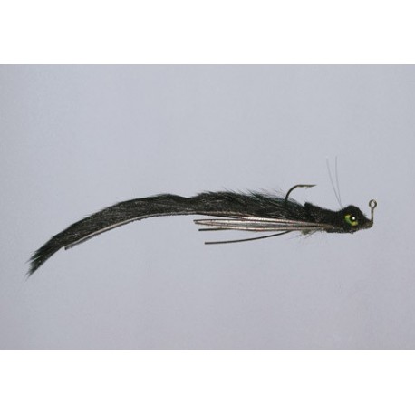 Schiels Black Mad Mud Dog Salamander