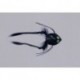 Schiels Black Purple Deep Swimming Frog