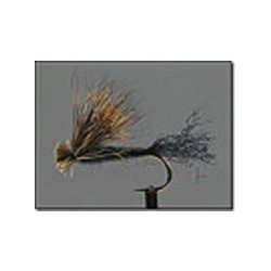 X Caddis Black