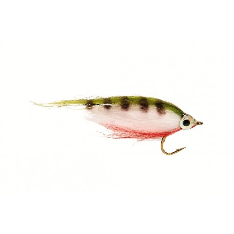 Polar Minnow Perch