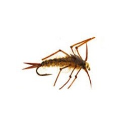 B. H. Stone Imp. Golden