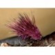 Straggle Sedge Hog Claret