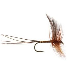 Ginger Quill Mayfly