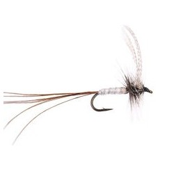 White Long Tailed Mayfly