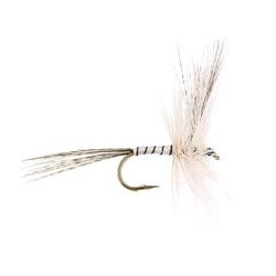 White Ripped Mayfly