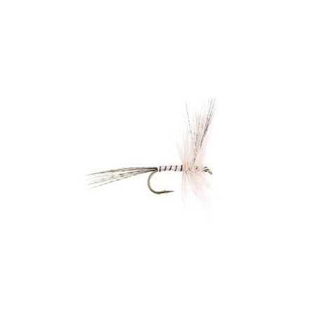 White Ripped Mayfly