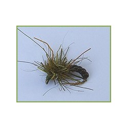 All Purpose Grub Olive