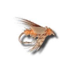 American Grannom Pupa