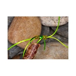 Apps Bloodworm Chart