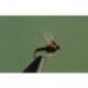 Black Biot Midge