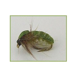 Caddis Pupa
