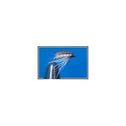 Corixa Plain Hackled